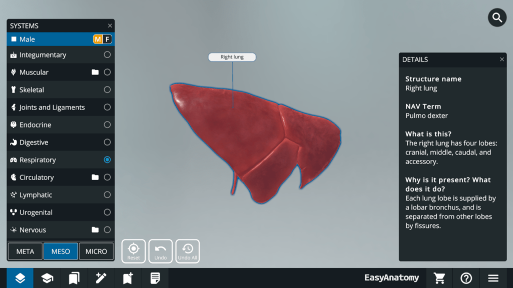 3D Canine Anatomy Meso view