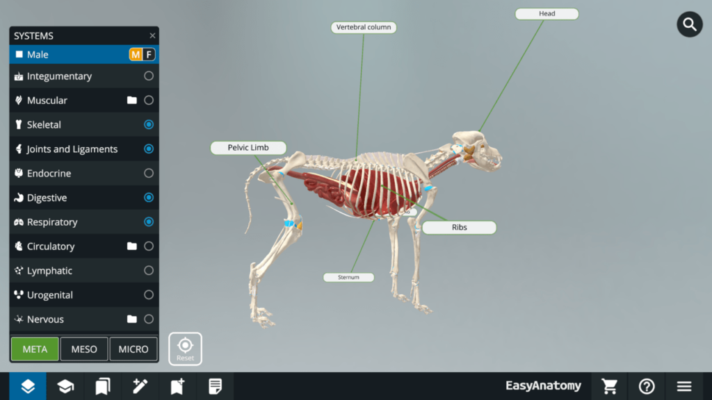 3D Canine Anatomy Meta view