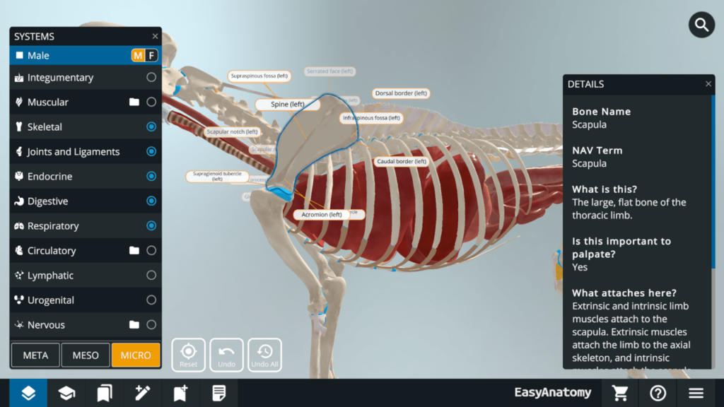 3D Canine Anatomy Micro view
