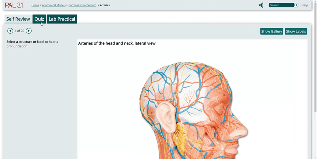 Practice Anatomy Lab Arteries of the head