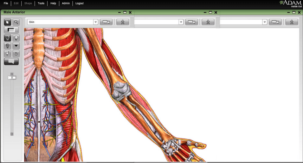 ADAM Interactive Anatomy Muscular system